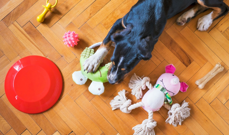Les avantages de tester des produits gratuits pour votre animal de compagnie