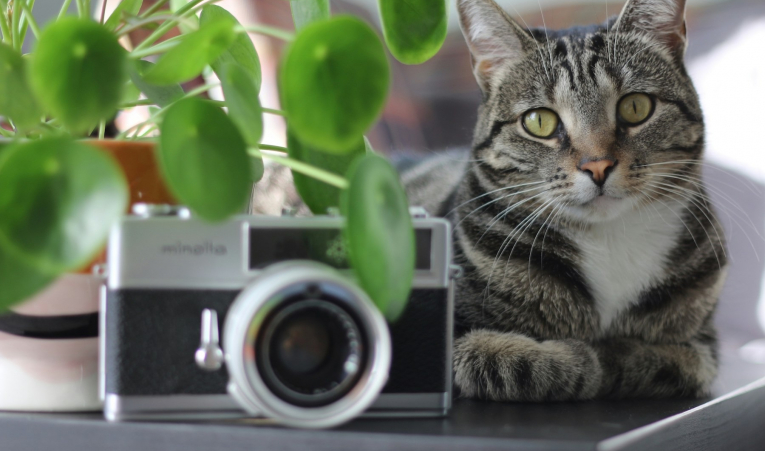 Comment créer du contenu attrayant et engageant pour les amoureux des animaux ?