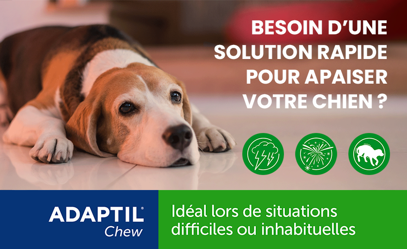 Testez ADAPTIL Chew, une bouchée apaisante qui aide à réduire les principaux signes de peur chez le chien